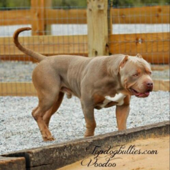 lilac tri bully xl kennels topdogbullies voodoo