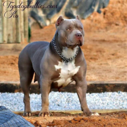 lilac tri xl american bully near me
