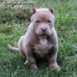 lilac tri xl bully puppy for sale