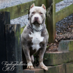 lilac tri xl pitbull breeders