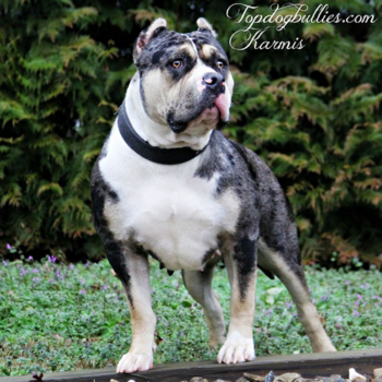 merle tri female american bully pitbull for sale puppies