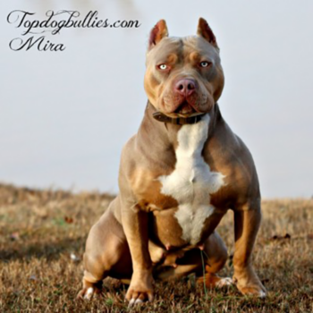 mira lilac xxl tri female MUSCULAR XXL BULLY XXL PITBULL