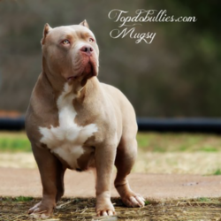 mugsy xl champagne tri female pitbull american bully for sale