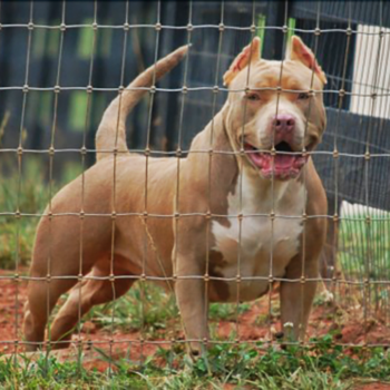 nawla and ace puppies