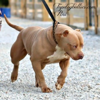 peni xl fawn female pitbull american bully for sale