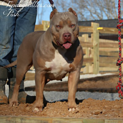 posh xl xxl lilac purple tri female pitbull american bully
