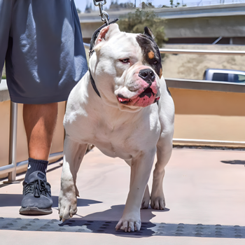 rside pitbulls radric topdogbullies