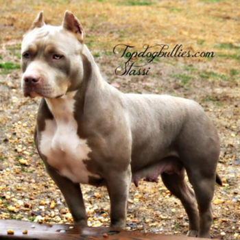 stassi pit xl female xxl pit lilac tri xl
