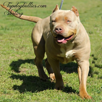 sterling xl female xxl puppies for sale