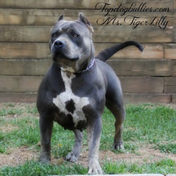 tigerlily topdogbullies ghost blue tri american bully xl