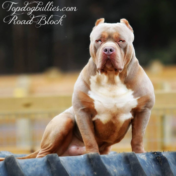 topdog bullies roadblock MASSIVE XXL BULLY PITBULL STUD LILAC TRI