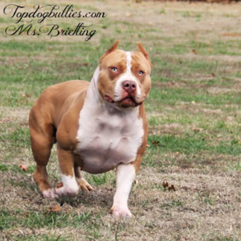 topdogbullies brietling xl pitbull female champagne fawn tricolor bully