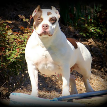 topdogbullies cleo piebald chocolate tri pitbulls xxl
