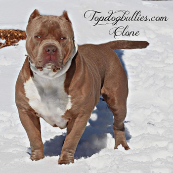 topdogbullies clone champagne xl american bully stud