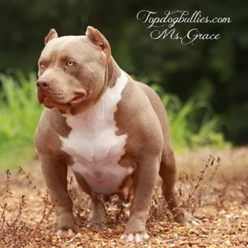 topdogbullies-grace-is-a-lilac-tri-xl-american-bully-who-is-owned-and-produced-by-tdb-in-tennessee