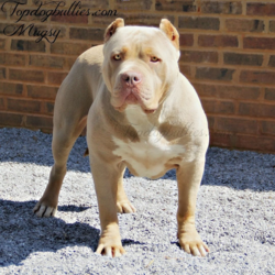topdogbullies mugsy champagne tri bully xxl