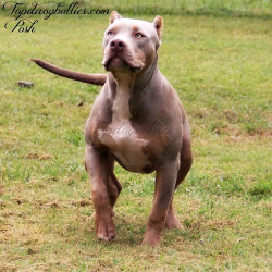 topdogbullies posh lilac xl pitbull puppy near me