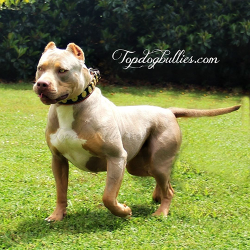 tricolor xl pitbull for sale