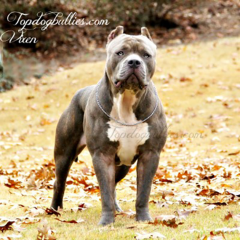 vixen xl female blue brindle tri pitbull xxl american bully