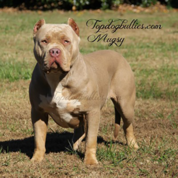 xl lilac tri female pitbull dog