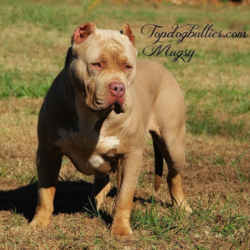 xxl bully champagne topdog bullies mugsy