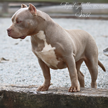 Topdogbullies Sosi is a beautiful tri lilac XXL Pitbull Bully female at our American Bully kennel