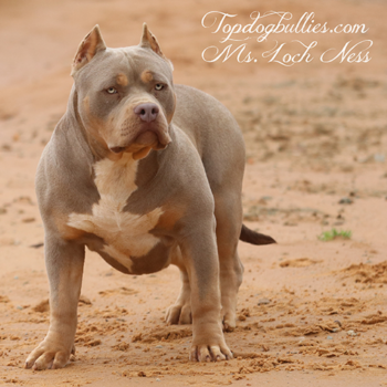 XL Bullies puppies for sale
