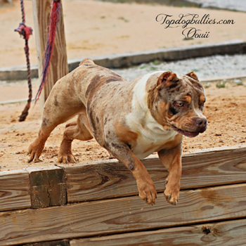 flashy lilac tri merle bully xl topdogbullies ouie