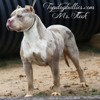 fleek xl xxl female merle lilac tri bully for sale pitbull puppies forsale pup