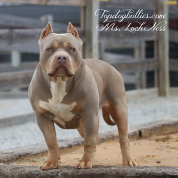 loch ness xl lilac tri female bully for sale breeder