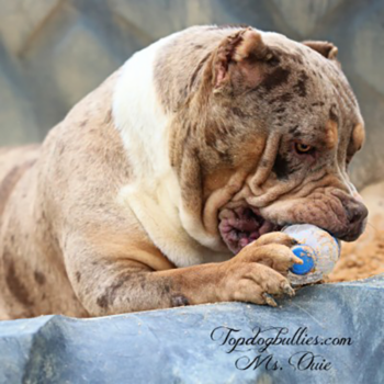 ouie chocolate tri xl female merle pitbull american bullies pups for sale puppies pitbull