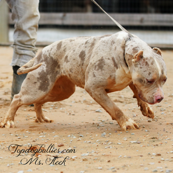 topdogbullies fleek lilac tri american bully xl pitbull