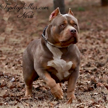 topdogbullies nessi lilac tri xl bully near me