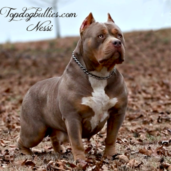 topdogbullies nessi lilac tri xxl bully near me