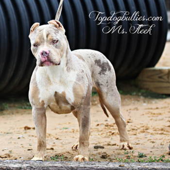 tri merle lilac bully xl for sale