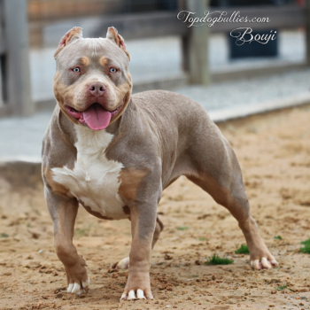 Topdogbullies Bougie is a beautiful XL American Bully Lilac Tri dog at our XXL Pitbull kennel