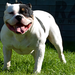riverside county pitbulls radric of topdogbullies