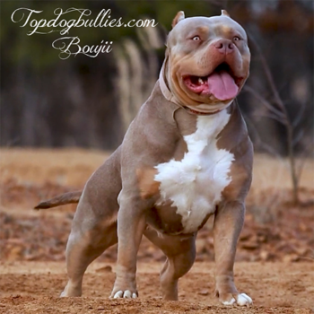 topdogbullies bouji lilac tri xl bully near me