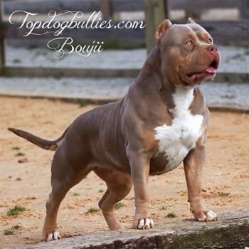 topdogbullies bouji lilac tri xxl bully near me