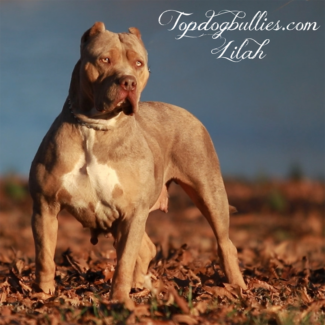 lilac merle topdogbullies lylah