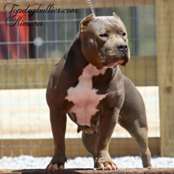 kimura blue female pitbull american bully for sale