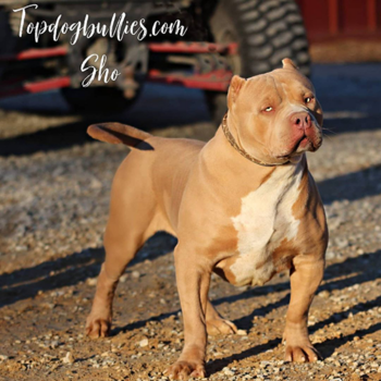 direct show stoppin ace son topdogbullies sho champagne american bully xxl