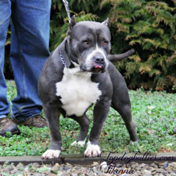 titanna xl blue tri female xl xxl bully