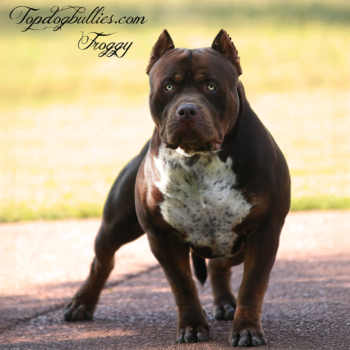 Meet Topdogbullies Froggy is a ticked ghost chocolate tricolor XL Bully dog at our Bully kennel