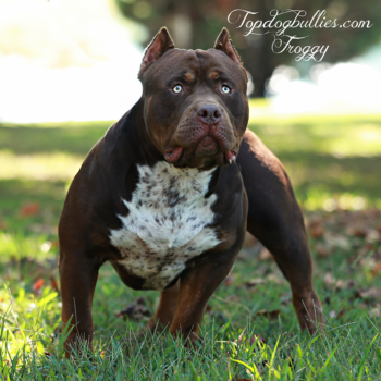 Topdog Bullies Froggy is a ticked ghost chocolate tri XXL Bully dog at TDB kennel of Tennessee