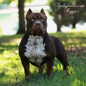 Topdog Bullies Froggy is a ticked ghost chocolate tricolor XL Bully dog at TDB kennel of TN