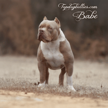 Topdog Bullies Babe is a lilac tri XXL Bully dog at our Bully Pitbull kennels in TN