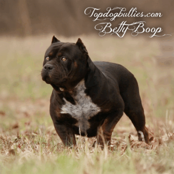 Topdog Bullies Betty is a black american bully pitbull with puppies for sale