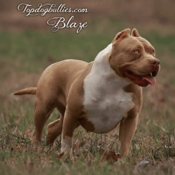 Topdog Bullies Blaze is achampagne fawn XL Pitbull and a Show Stoppin Ace daughter from TN Bully breeders