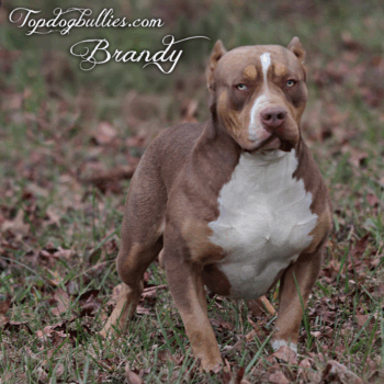 Topdog Bullies Brandy is a chocoolate tri XL American Bully XXL Pitbull at our Bully Pitbull kennels in Tennessee